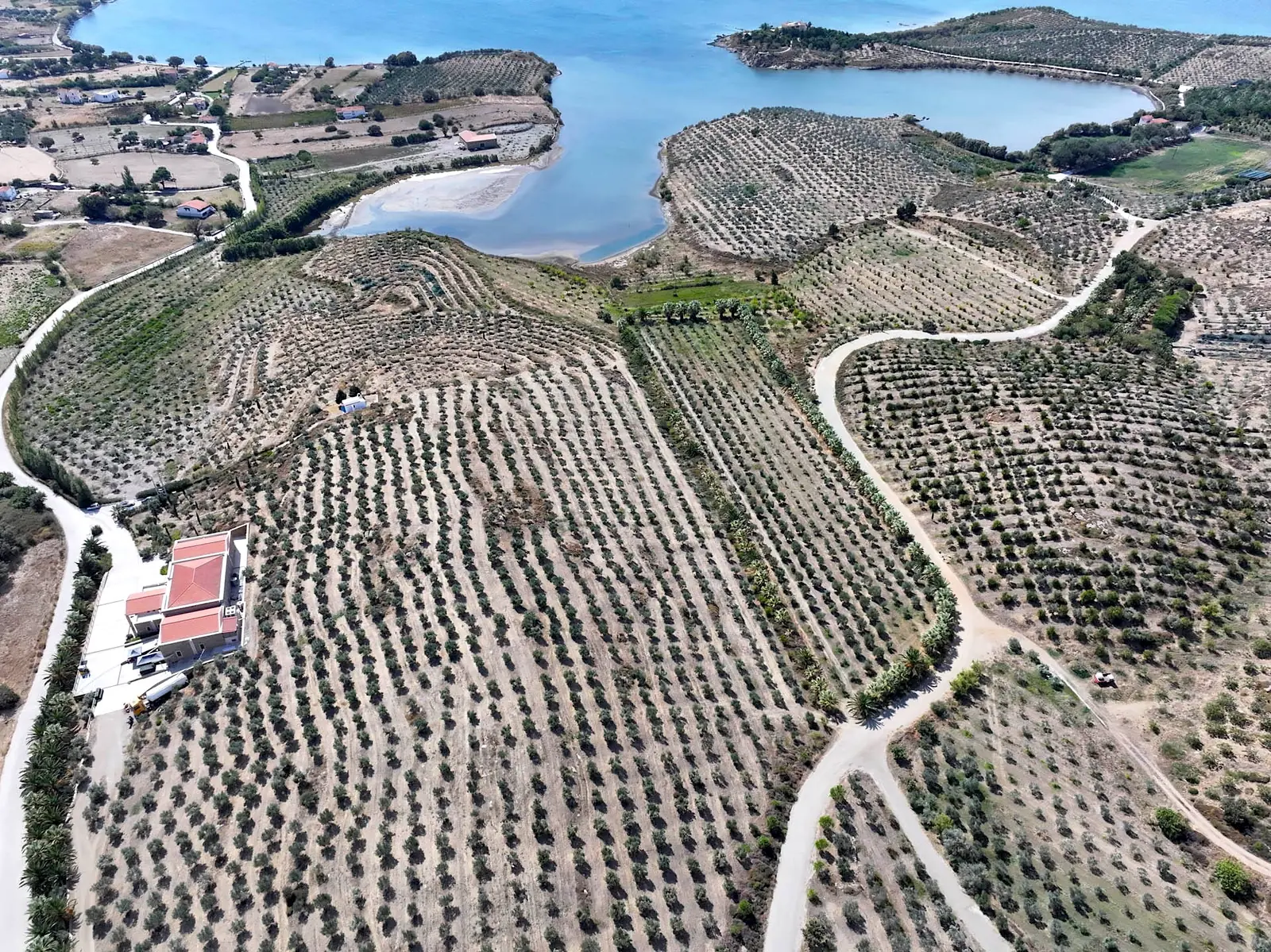 Ελαιώνες γύρω από το ελαιοτριβείο, ως τη λιμνοθάλασσα και τη θάλασσα