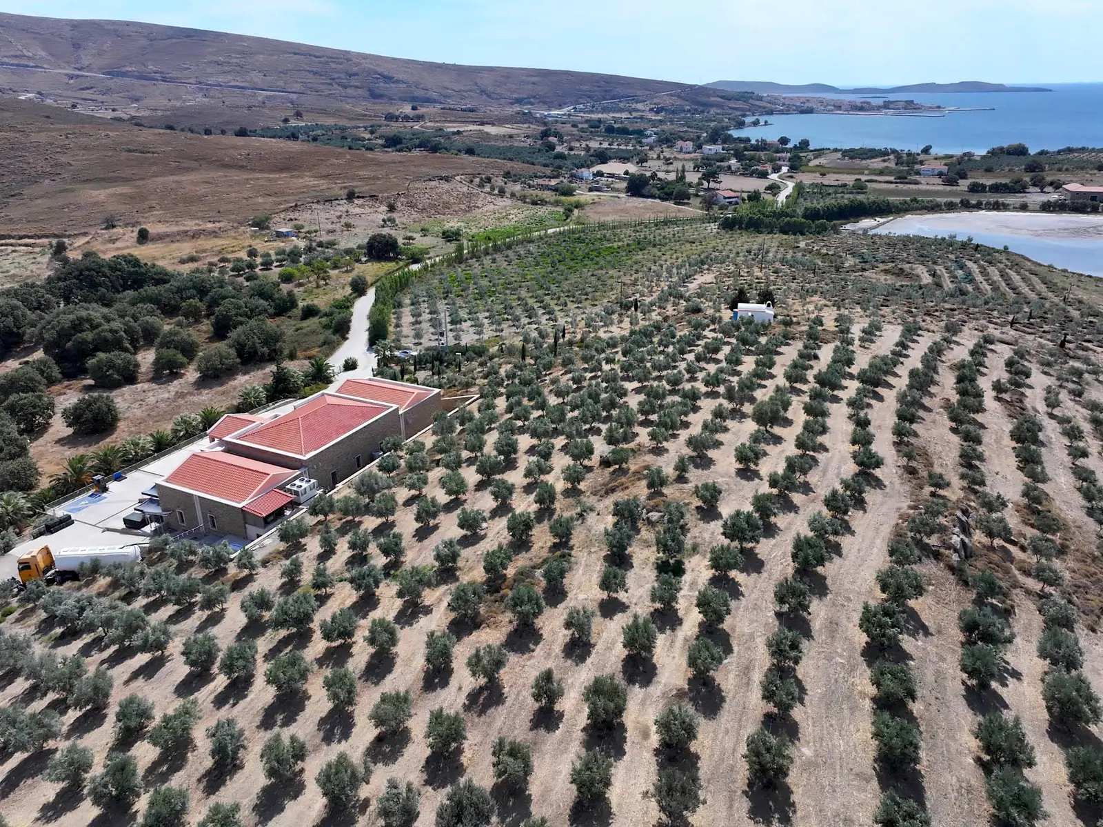 Το Sigri Olive Mill ανάμεσα στις σειρές των ελιών του, πάνω από τον κόλπο