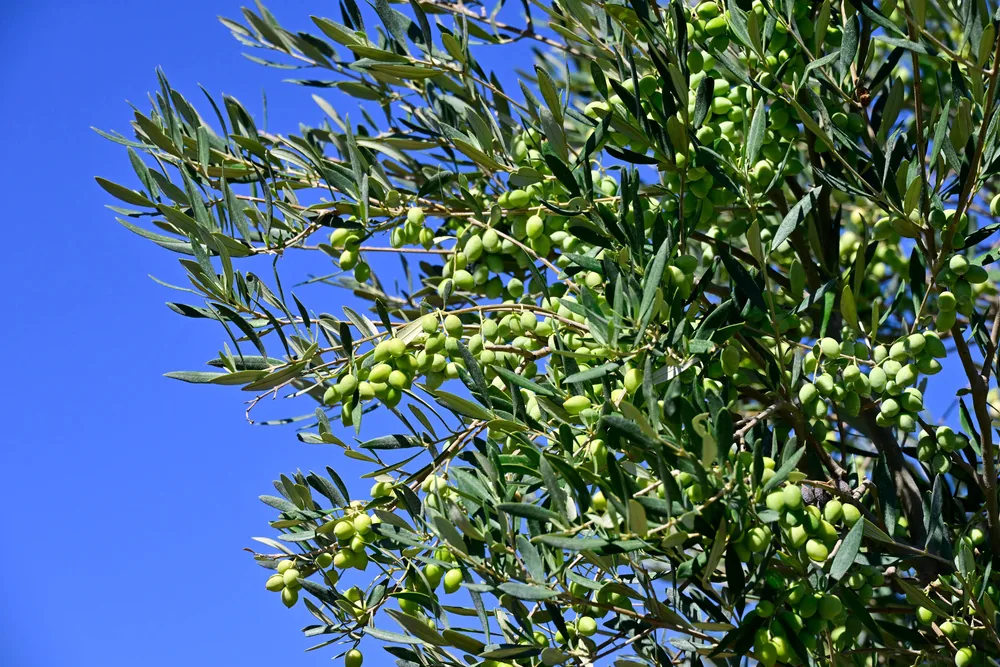 Olive branches heavy with green olives against a blue sky
