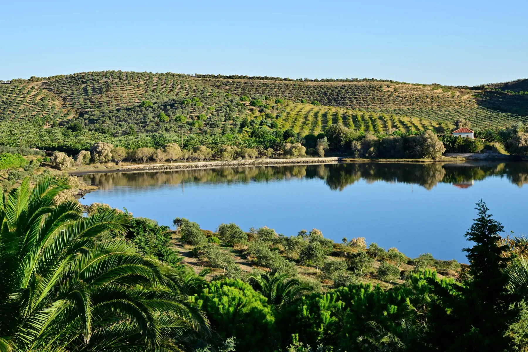 sea surrounded by olive trees